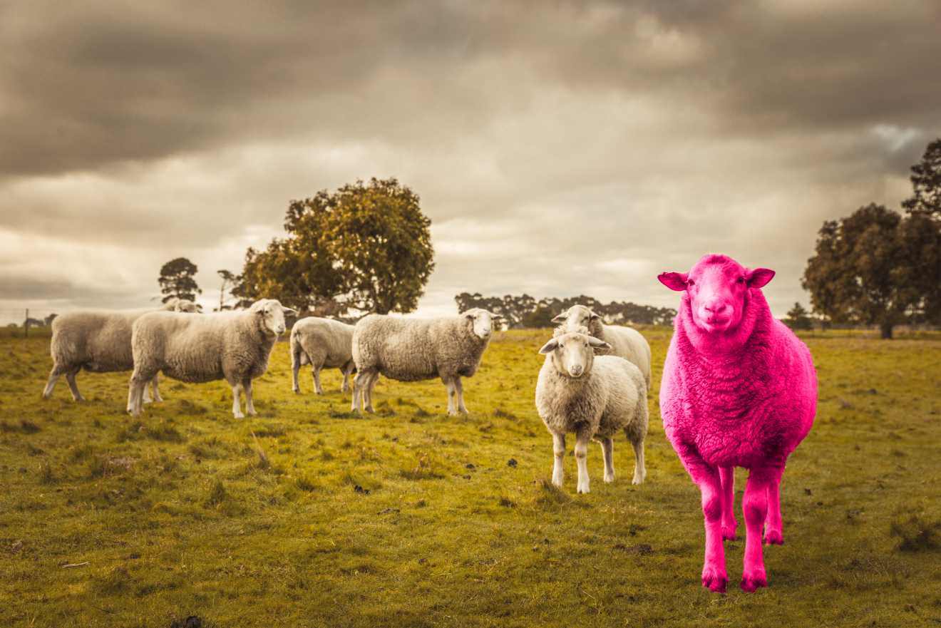 A field with sheep in it,and the sheep in the foreground is the same brigth pink as the fever flame